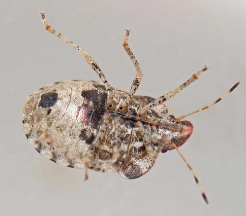 Dyroderes umbraculatus